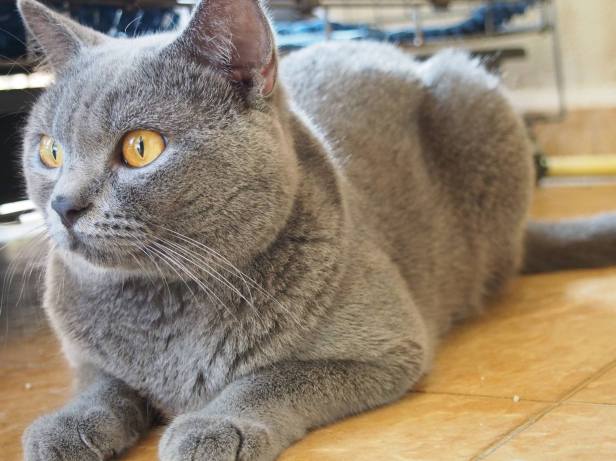 11888136_10153653112036037_2168591110693902508_o